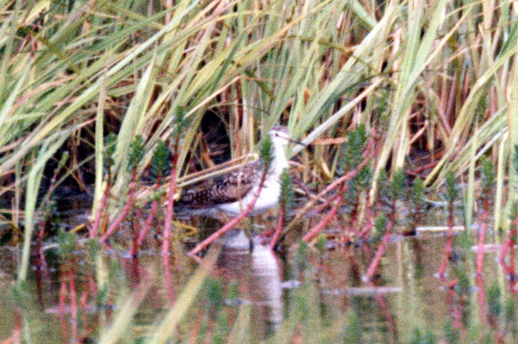 Sandpiper, Wood, St George Alaska 06-1996 B06P62I02b.jpg - Wood Sandpiper